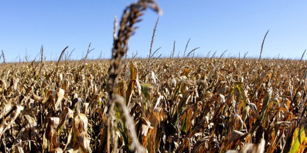 More Biofuels Will Lead To Water Shortages