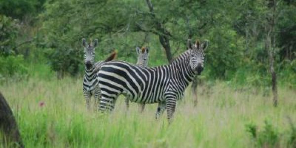 How And Why Zebras Earned Their Stripes