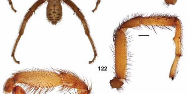 33 New Trapdoor Spider Species Published In Zookeys
