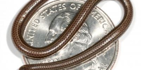 Leptotyphlops Carlae Discovered: World's Smallest Snake Can Fit On A Coin