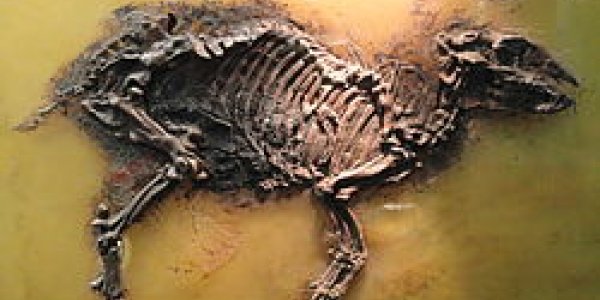 Ancient Horse Fossil Contains Unborn Foal