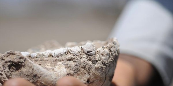 Australopithecus Deyiremeda: New Human Ancestor In Ethiopia