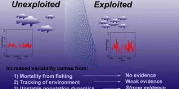 The Evolution Impact Of Fishing Regulations