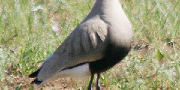 Conservation Breakthrough: 3,000 Rare Lapwings Discovered In Turkey