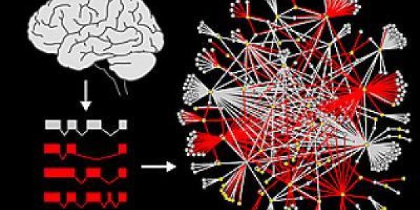 Splice Variants Reveal New Connections Among Autism Genes