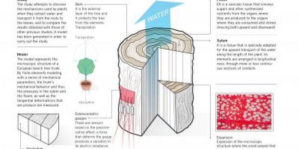 The Sappy Mystery Of Mangrove Swamps
