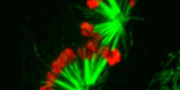 Chromokinesin NOD Molecular Forces Are Key To Proper Cell Division