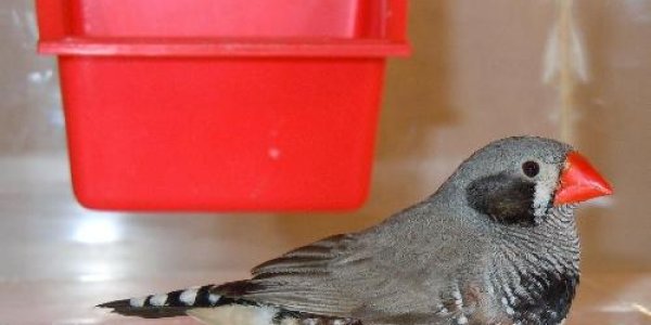 Magnetic Compass Of Birds Affected By Polarized Light