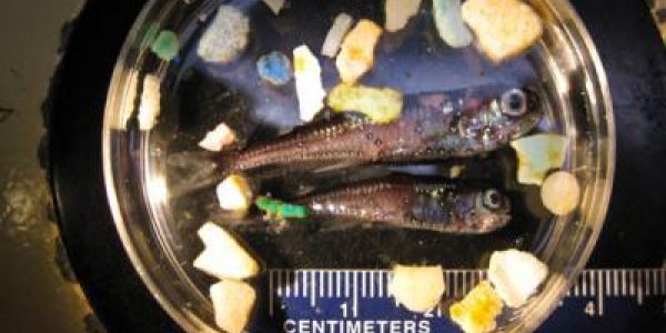 Plastic Found In 9 Percent Of 'Garbage Patch' Fish