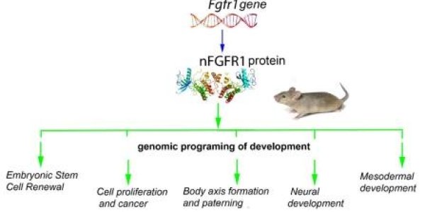 FGFR1 Gene Is The Conductor In The 'Symphony Of Biology'