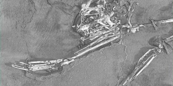 Archicebus Achilles: Oldest Known Primate Discovered