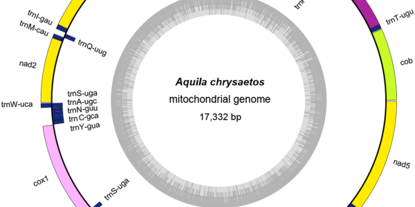 Understanding The Eagle Genome May Help Protect Them From Wind Turbines