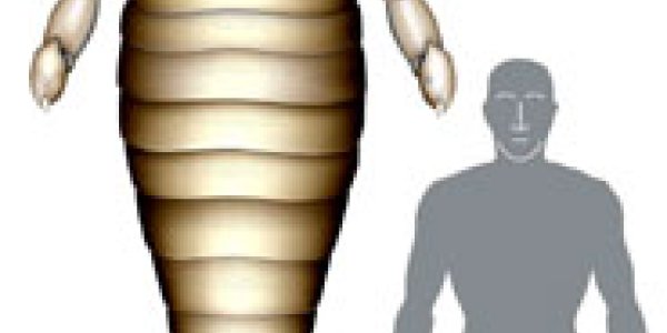 Extinct Eurypterid Fossil Shows It Was Bigger Than A Grown Man