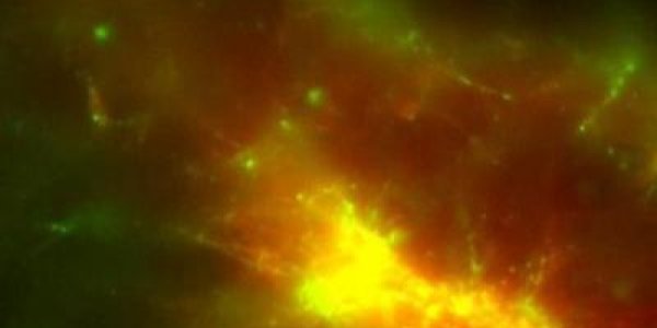 All Aboard The Kinesin Nanotrain