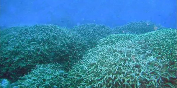 Bikini Atoll After The Bomb Not A Moonscape  - But Don't Eat The Coconuts