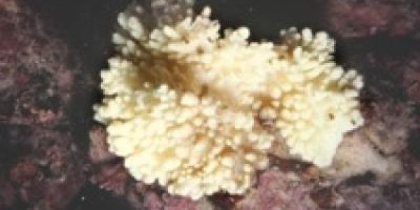 Is Global Warming Melting Soft Coral?