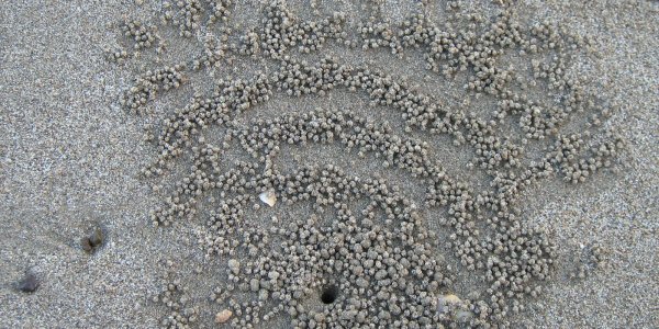 The swarm of little crabs on sandy beach