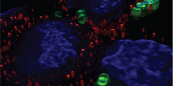 Premature Birth Genetic Risk Factor Found