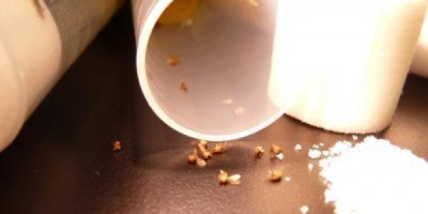 Erythritol: Truvia Sweetener Component May Also Be A Good Insecticide