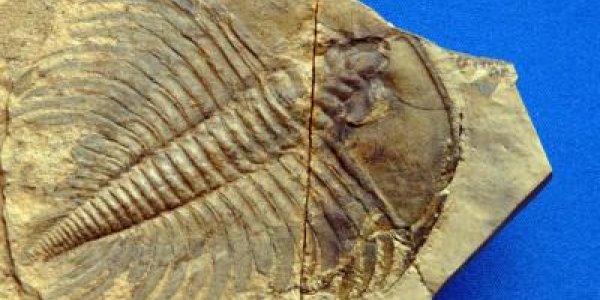 Pre-Dinosaur Fossils Reveal Early Evolution