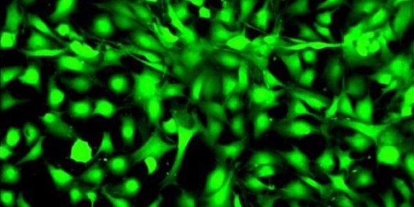 Synthetic Bone Regeneration - Now With More Beer