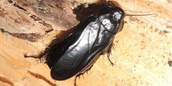 Hermit Cockroaches: Two New Taxa From China Prefer Woods