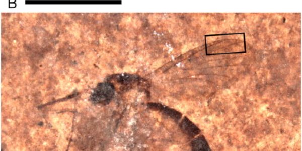 Disperal Hypothesis: The Mountain Top Issue In Evolutionary Diversity