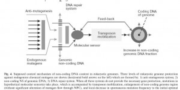 Does Junk DNA Protect Against Mutation?