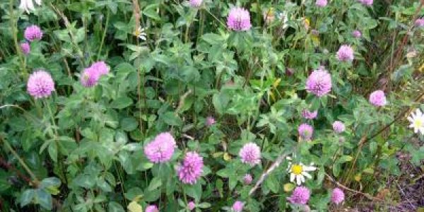 Cover Crops Are Even More Valuable To Farmers And The Environment Than Believed