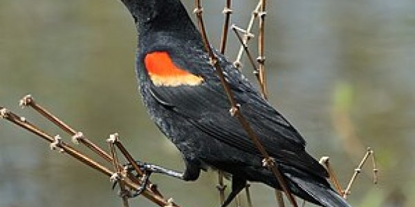 Exploding toads and other matters