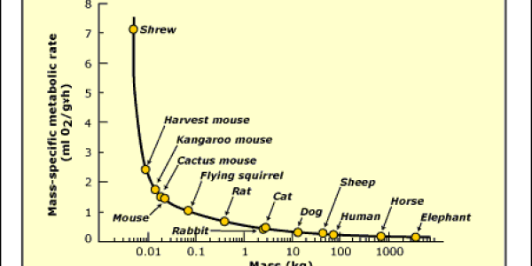 Mutation Rates And Life-History Traits
