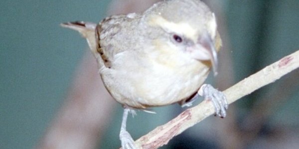 The Beak Of The Type Two Finch
