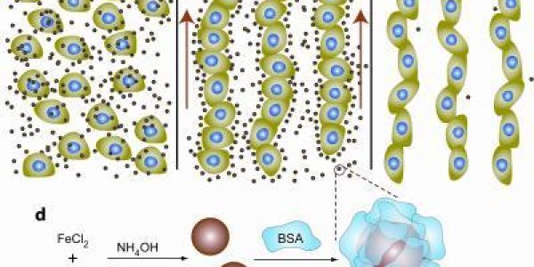 Magnetic nano-'shepherds' organize cells