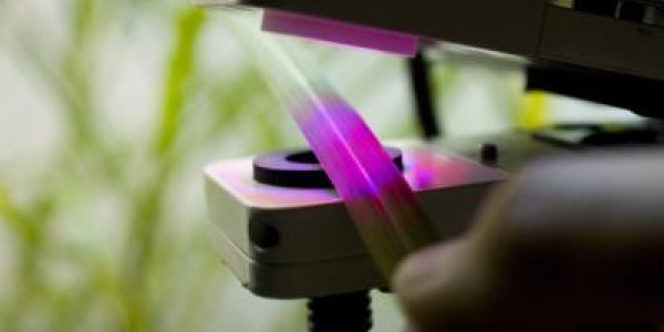 Synthetic Evolution: Researchers Simulate Photosynthesis And Design A Better Leaf