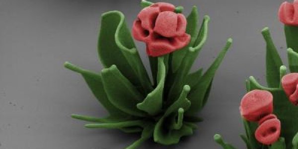 Crystal Flowers At Micron Scale Self-Assemble In A Beaker