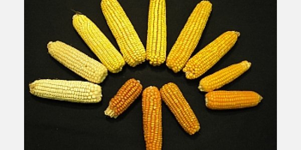 Improving Third World Nutrition Through Vitamin-Rich Corn