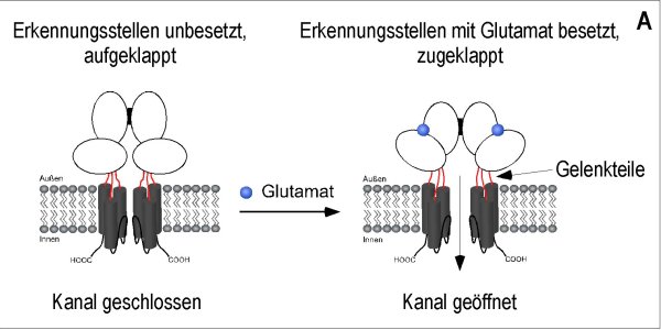 Investigating Molecular Switches