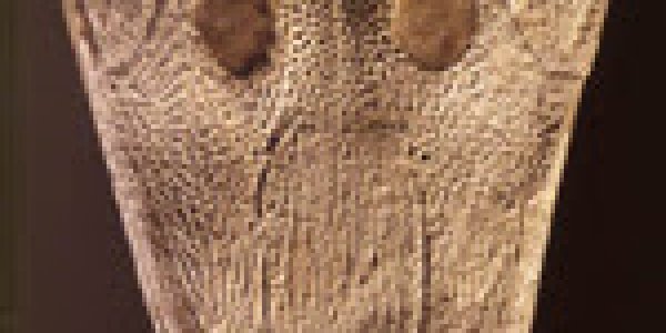 Antarctic Amphibian: a fossil from 245 million year in the past