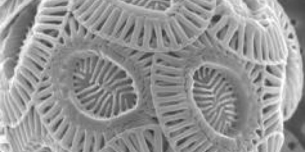 Visualizing Algae-Eating Viruses From Space