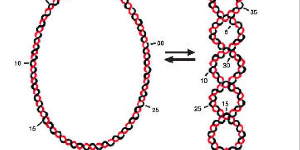 Does Our Genome Oscillate?