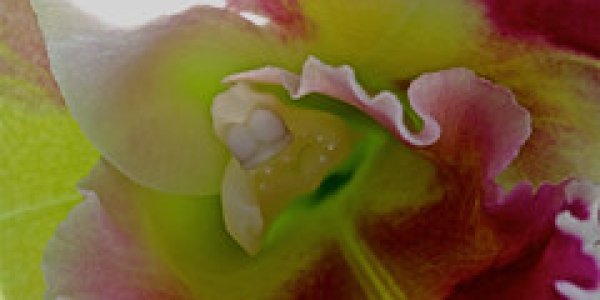 On Nymphs and Satrys: Orchids