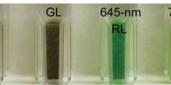 Bacteria In Hot Springs Use Far-Red Light Wavelengths For Photosynthesis