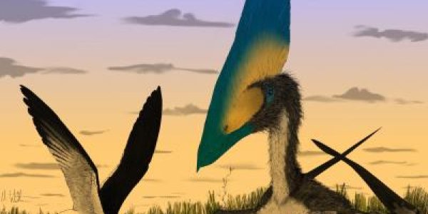 How Pterosaurs Ate - It Wasn't Skimming