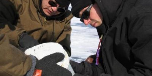 Did Global Cooling Drive The Vikings From Greenland?