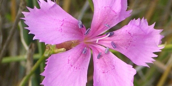 Blooming Botany (1B)