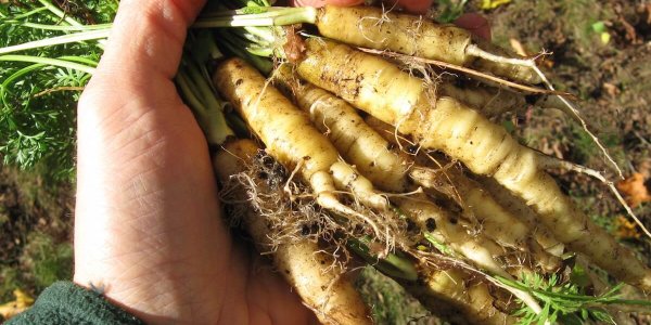 10 Reasons Health And Fitness Experts Are Thankful For GMOs