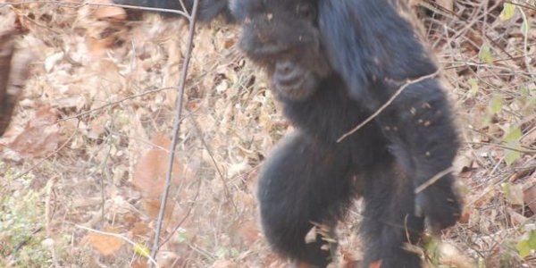 When It Comes To Chimpanzees And Sex, Consent Is Optional