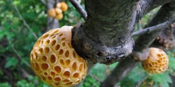 Third World Yeast Made First World Beer Possible