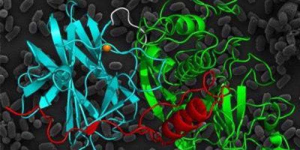 3 New Ways To Separate Clostridium Difficile From Good Microbes