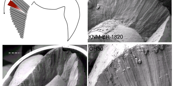 Nutcracker Man: Two Million Years Ago He May Have Lived On Grass Bulbs